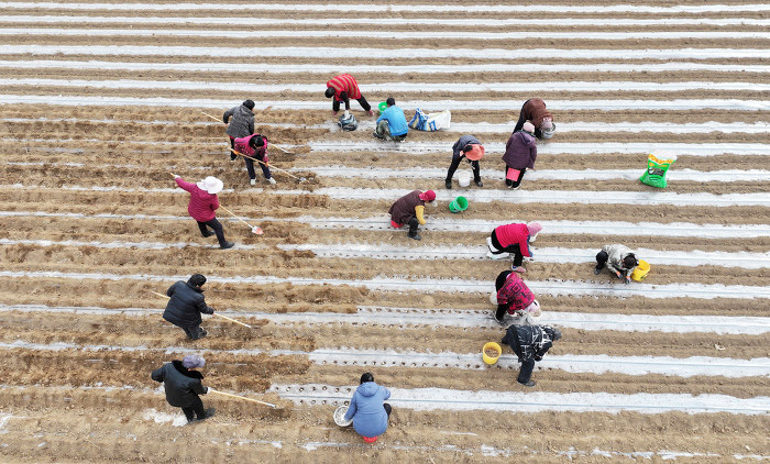 稷山：春日田間忙，中藥材種植助農(nóng)增收致富-45340.jpg