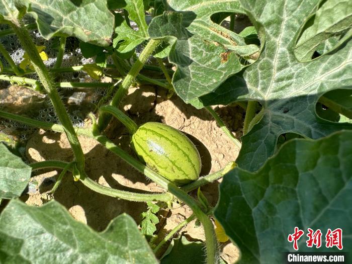 14日，記者在合作社的百畝西瓜地里，看著一個(gè)個(gè)如雞蛋般大小的西瓜，正“享受”著太陽(yáng)的炙烤?！⑿〖t 攝