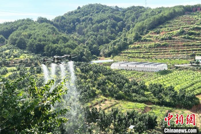 圖為江西上饒市廣豐區(qū)西壇果園正進(jìn)行無人機(jī)植保作業(yè)?！≈飕?攝