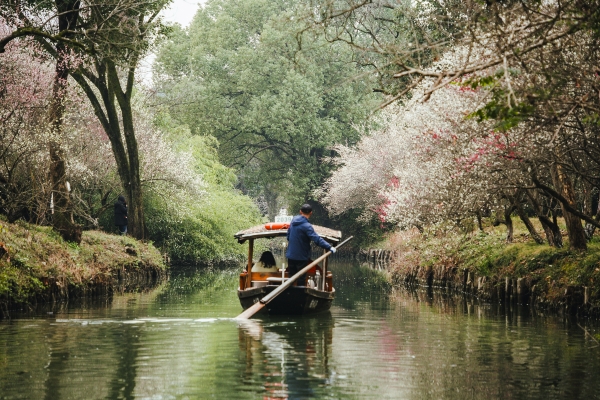 杭州西溪濕地,河岸梅花盛開。圖片來源:視覺中國(guó)