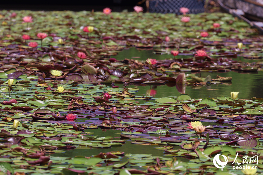 藏在繁花深處的3朵雙色睡蓮。人民網(wǎng)記者 陳博攝