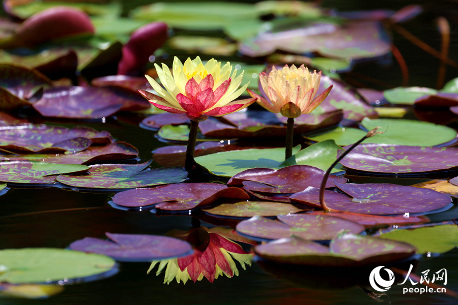 雙色睡蓮與翠綠的蓮葉、清澈的池水相映成畫。人民網(wǎng)記者 陳博攝