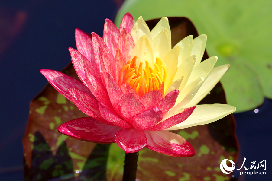 廈門海灣公園中，雙色睡蓮嬌艷欲滴。人民網(wǎng)記者 陳博攝