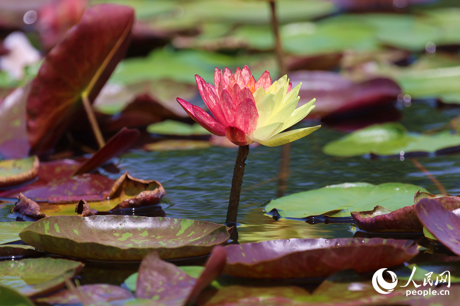 亭亭玉立于水中央的雙色睡蓮。人民網(wǎng)記者 陳博攝