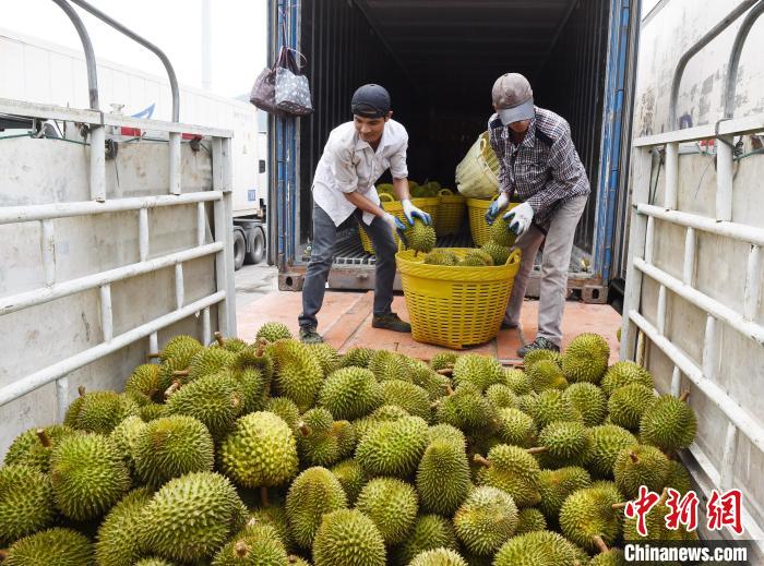 中國(guó)餐桌掀起“東盟水果熱”民眾樂享“榴蓮自由”